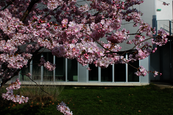 Photo de l'INSPÉ, campus de la Meinau au printemps