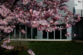 Photo de l'INSPÉ, campus de la Meinau au printemps