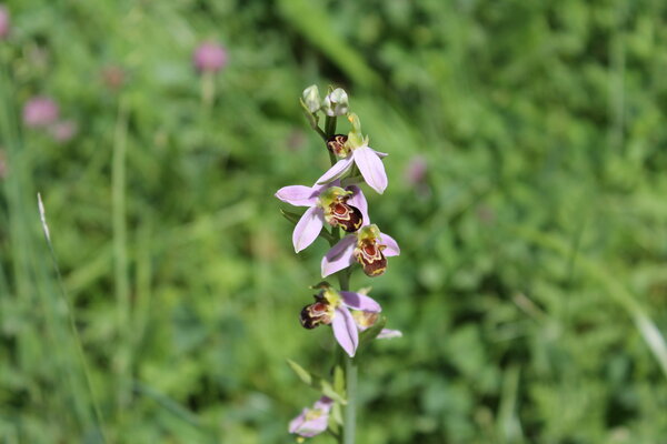 Photo d'une orchidée sauvage, INSPE, campus de la Meinau | Crédit : Myriam Lakraa Photo d'une orchidée sauvage, INSPE, campus de la Meinau | Crédit : Myriam Lakraa