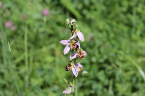 Photo d'une orchidée sauvage, INSPE, campus de la Meinau | Crédit : Myriam Lakraa