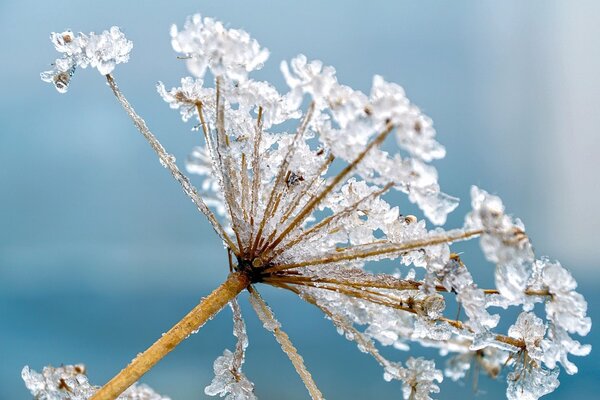 Photo d'une fleur couverte de givre | Crédit : Pixabay