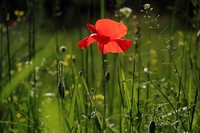 Photo de coquelicot dans un pré | Crédit : Pixabay